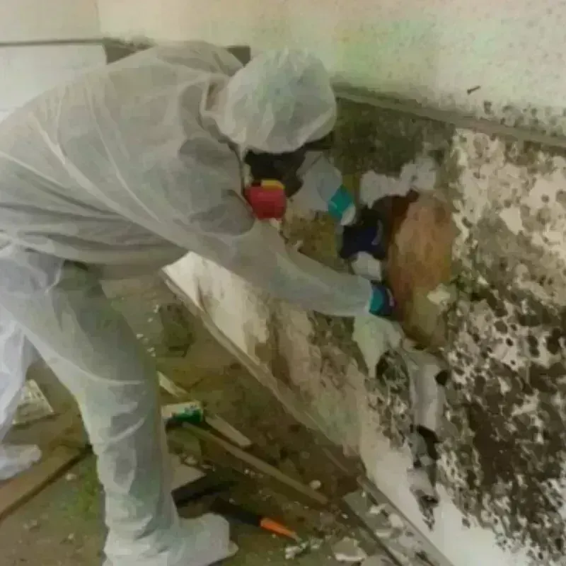 Mold Remediation and Removal in Hometown, IL